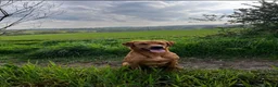 Labrador Retriever dogs for stud: **Fox Red Labrador for Stud** - Advert 5