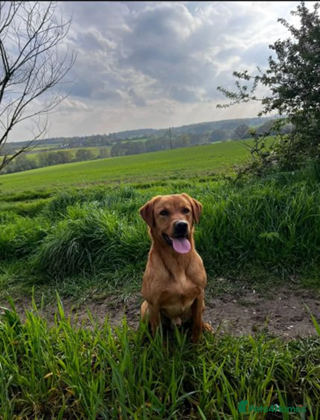 Labrador Retriever dogs for stud: **Fox Red Labrador for Stud** - Advert 5