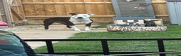 Staffordshire Bull Terrier dogs for sale: Fifi  - Advert 3