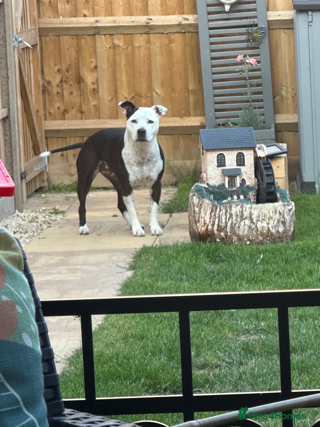 Staffordshire Bull Terrier dogs for sale: Fifi  - Advert 3