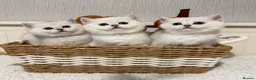 British Shorthair cats for sale: Exceptional Pedigree Silver British shorthairs 🩶 - Advert 7