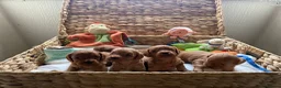 Cavapoo dogs for sale: 🐾 Exquisite F1 Cavapoo Puppies Available 🐾  - Advert 3