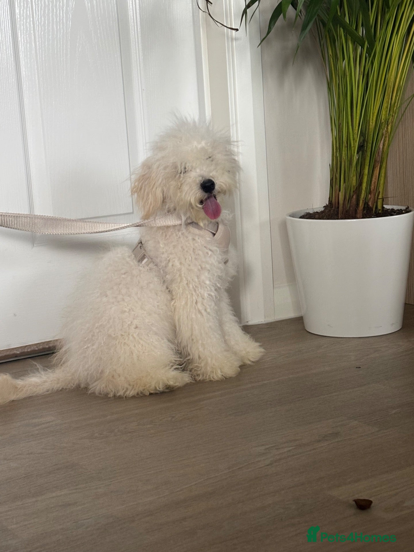Toy Poodle dogs Toy Poodle - Advert 1