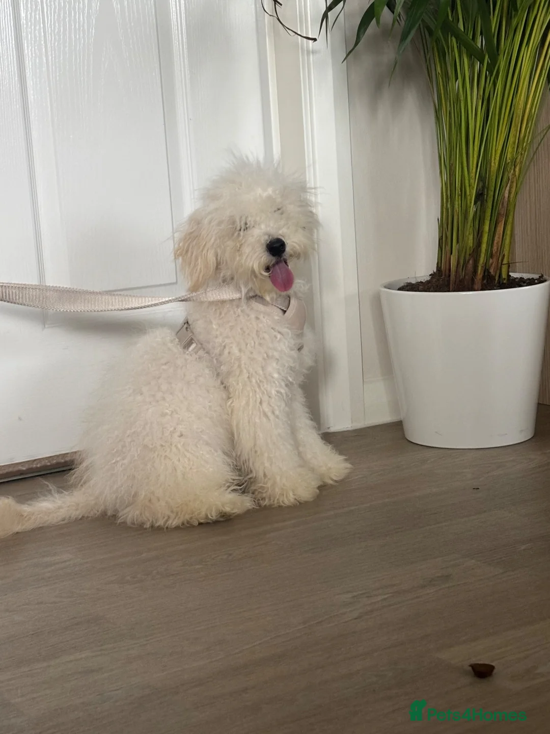 Toy Poodle dogs for sale: Toy Poodle in Weston-super-Mare - Advert 1