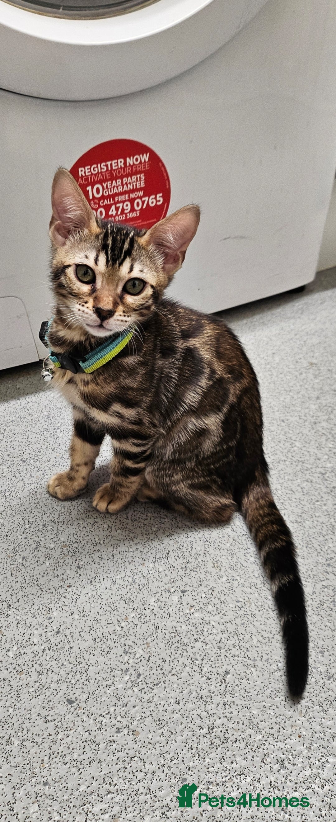 Bengal cats  FULL PEDIGREE Bengal Kitten Tica Registered - Advert 18