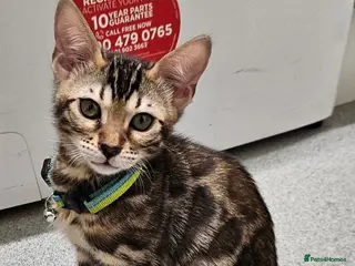 Bengal cats FULL PEDIGREE Bengal Kitten Tica Registered - Advert 18