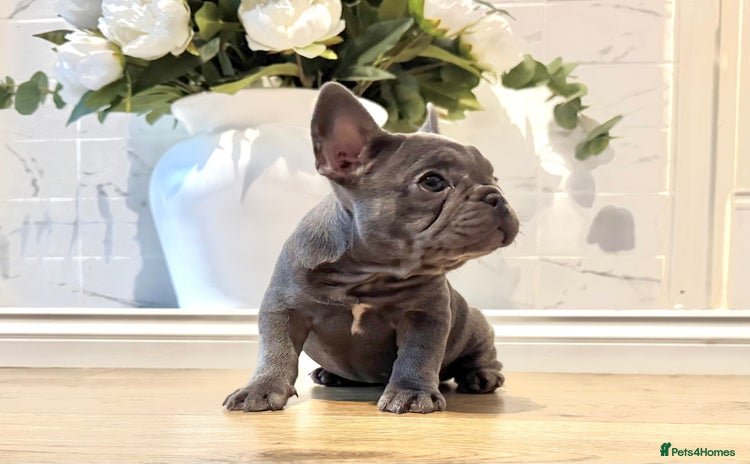 French Bulldog dogs - Advert 3