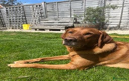 Goldador dogs for sale: Goldador male - Image 1