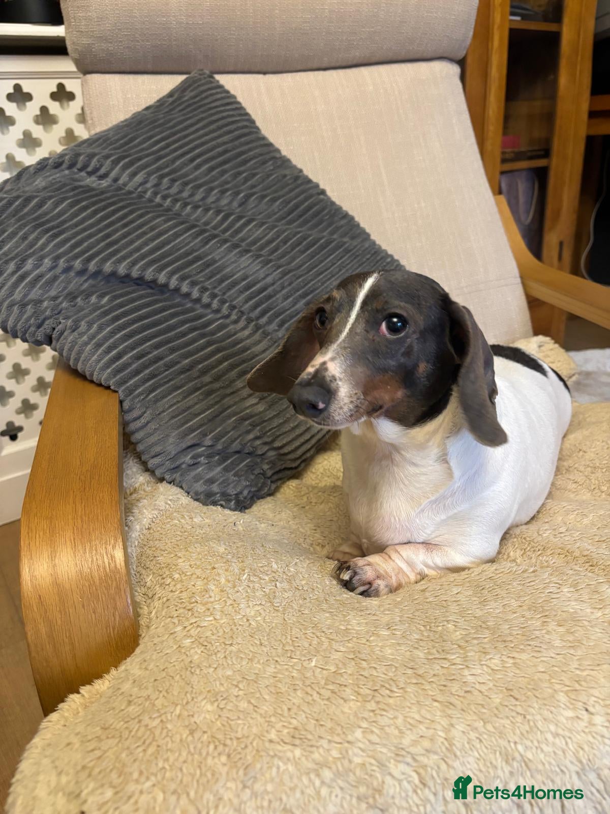 Dachshund dogs Dachshund Girl - Advert 1