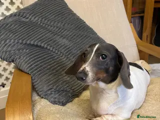 Dachshund dogs Dachshund Girl - Advert 1