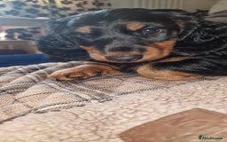 Dachshund dogs for sale: Long haired dachshund black and tan in Huddersfield - Image 4