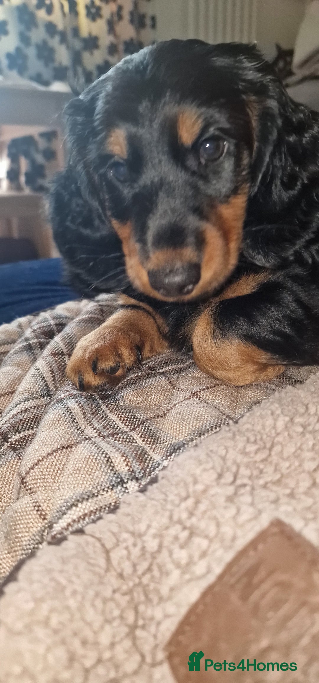 Dachshund dogs for sale: Long haired dachshund black and tan in Huddersfield - Image 4