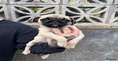 Pug dogs - Advert 7