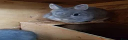 Netherland Dwarf rabbits for sale: Netherland Dwarfs - Advert 7