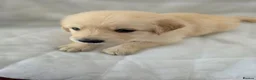 Golden Retriever dogs for sale: Golden retriever puppies in Cumnock - Advert 10