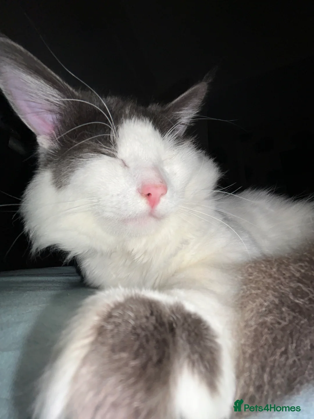 Mixed Breed cats for sale: Buy a cloud, fluffy white cat needs a new home - Advert 5