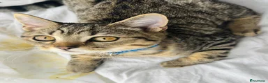 💙 Chocolate Tabby Boy (Dark Blue Collar)