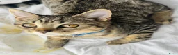 British Shorthair cats for sale: Ready Now! GCCF BSH Champion Bloodline kittens - Advert 2