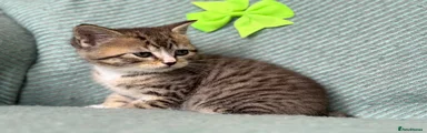 British Shorthair 1