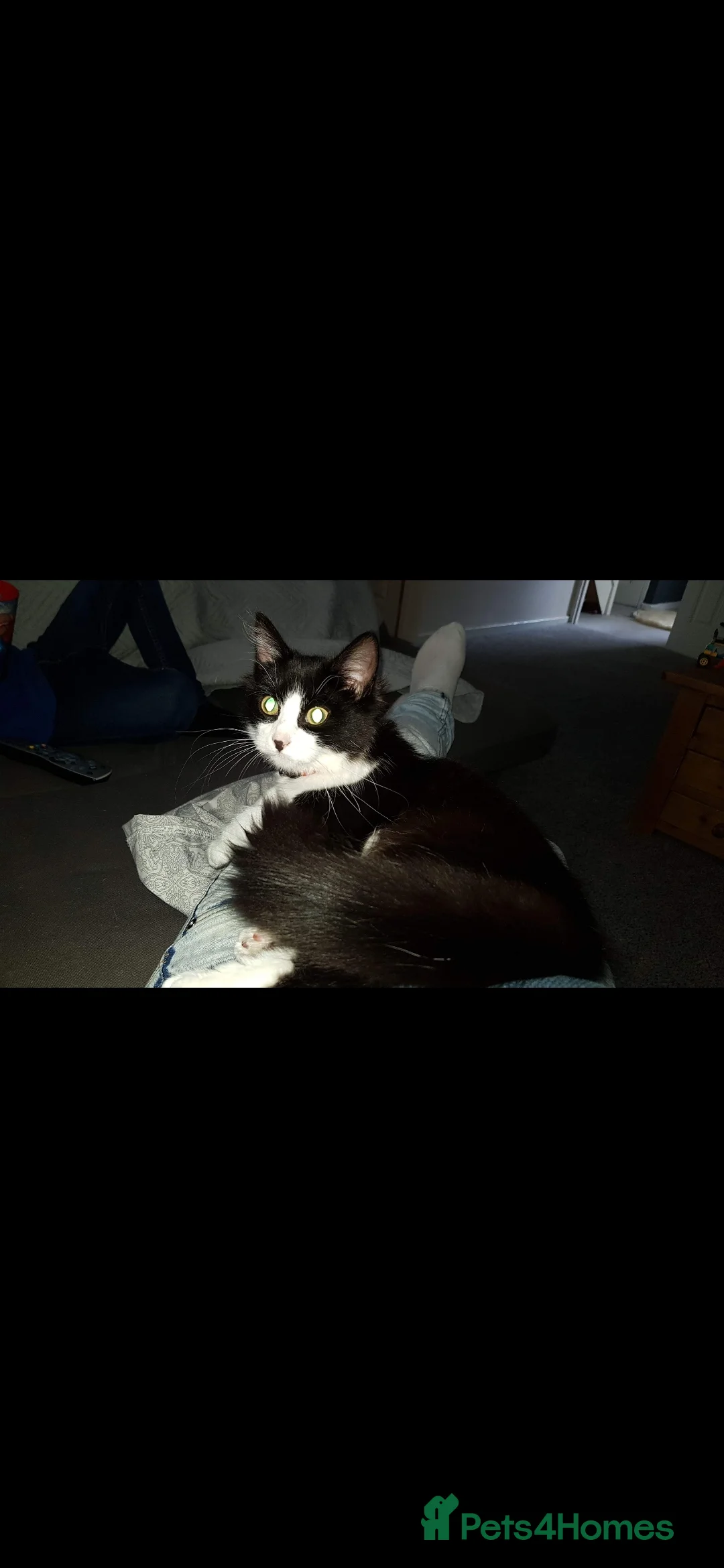 Mixed Breed cats for sale: Lovely fluffy kitten's  in Stoke-on-Trent - Advert 1