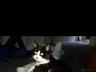 Mixed Breed cats Lovely fluffy kitten's - Advert 11