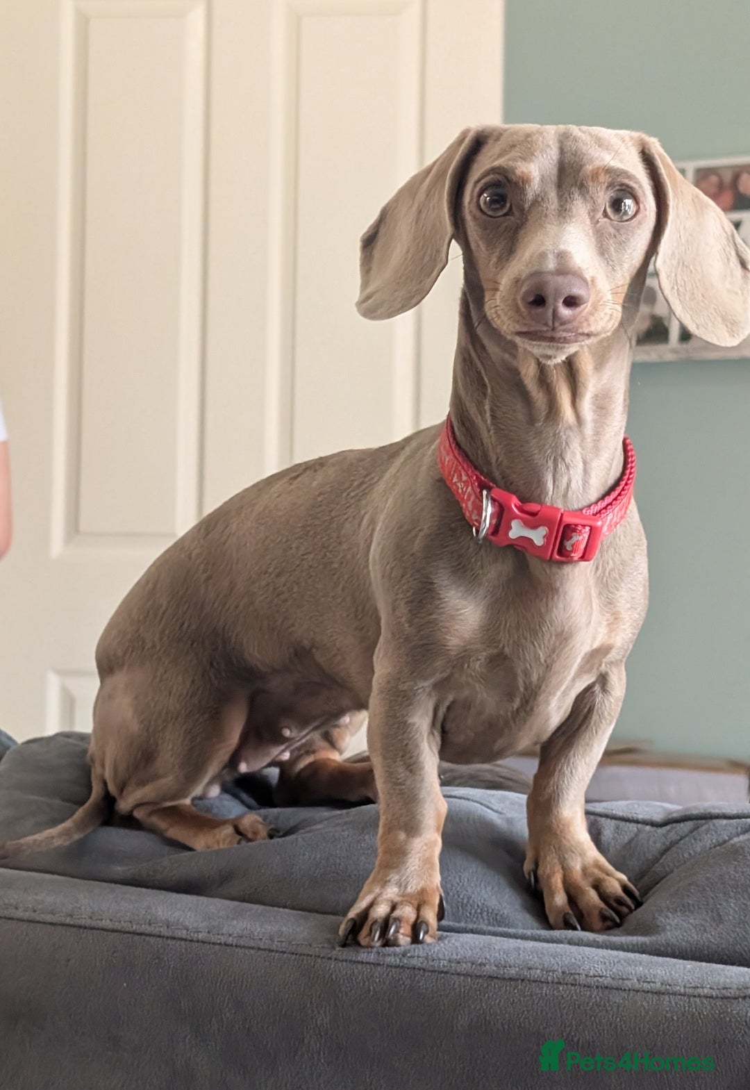 Miniature Dachshund dogs for sale: Miniature dashunds blue and tan - Advert 3