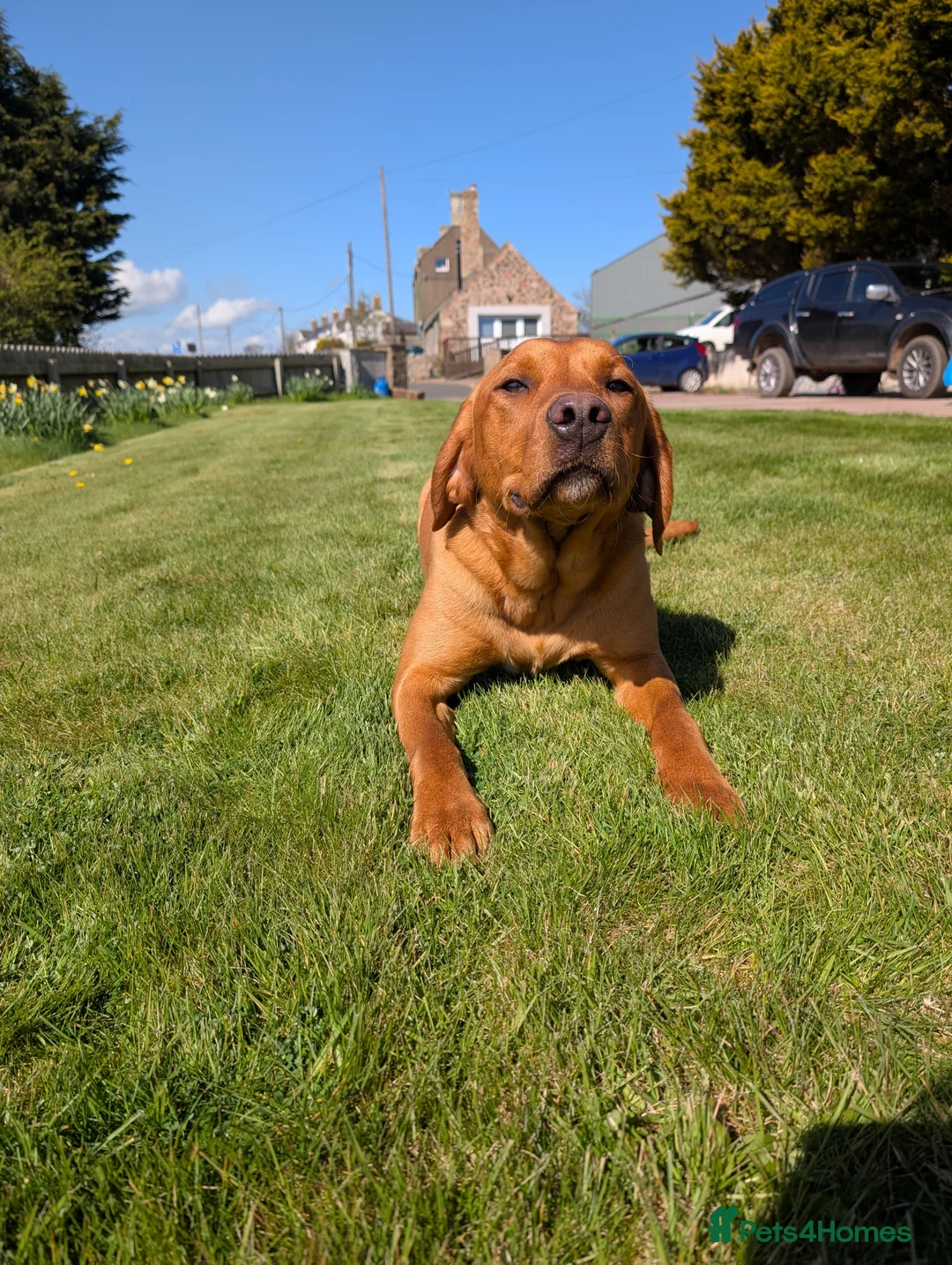 Labrador Retriever dogs for sale: Labrador for sale - Advert 2