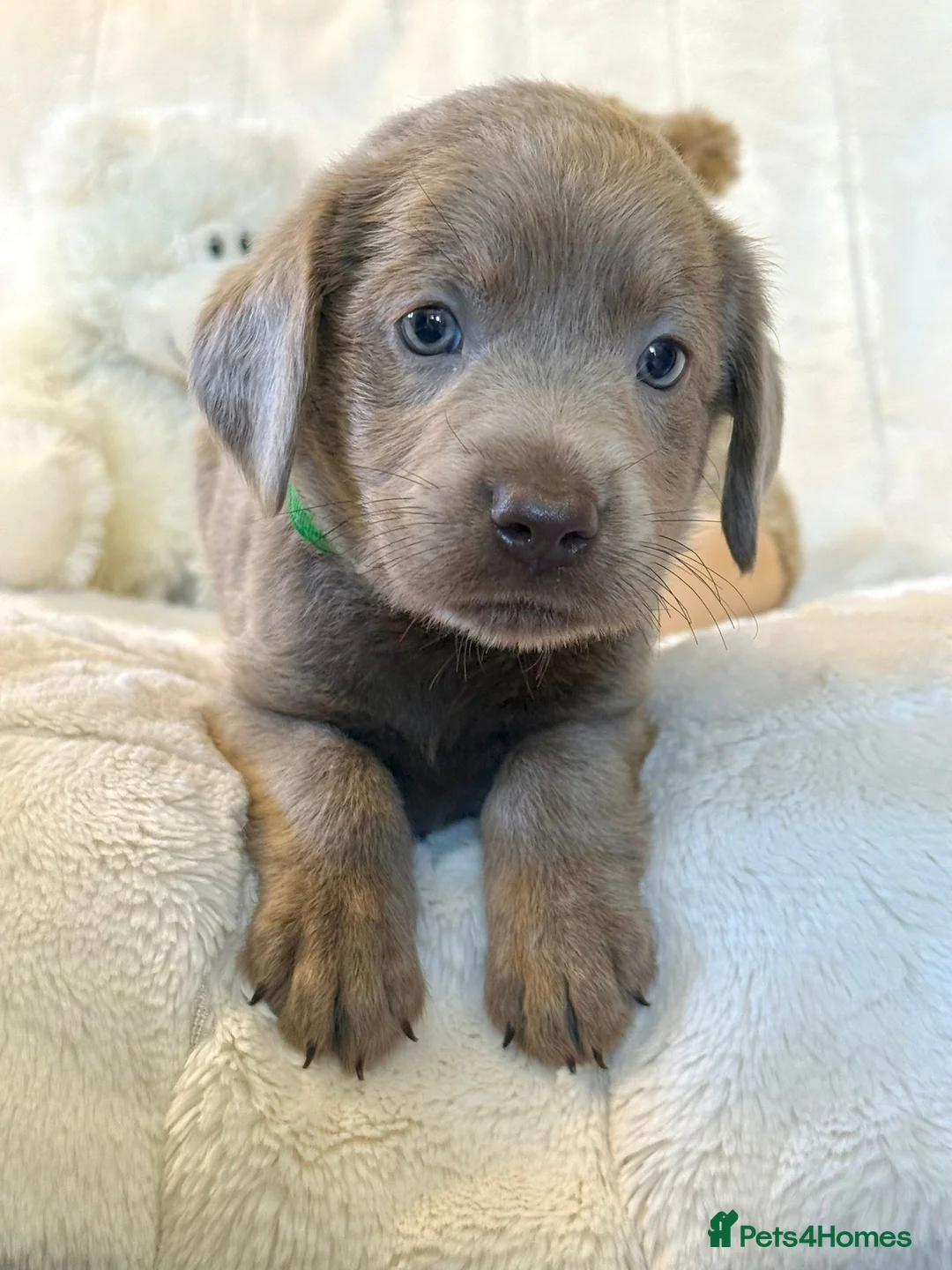 Labrador Retriever dogs for sale: KC Reg Labradors Fully Health Tested - Advert 2
