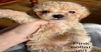 Cavachon dogs - Advert 12
