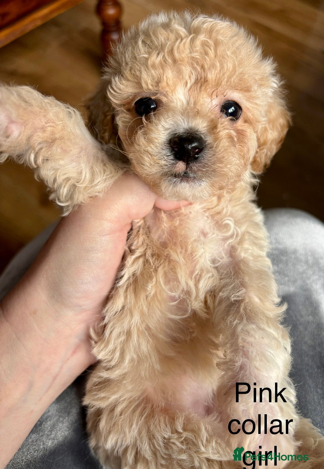 Cavachon dogs for sale: Super friendly, Litter trained Cavapoochon’s - Image 3
