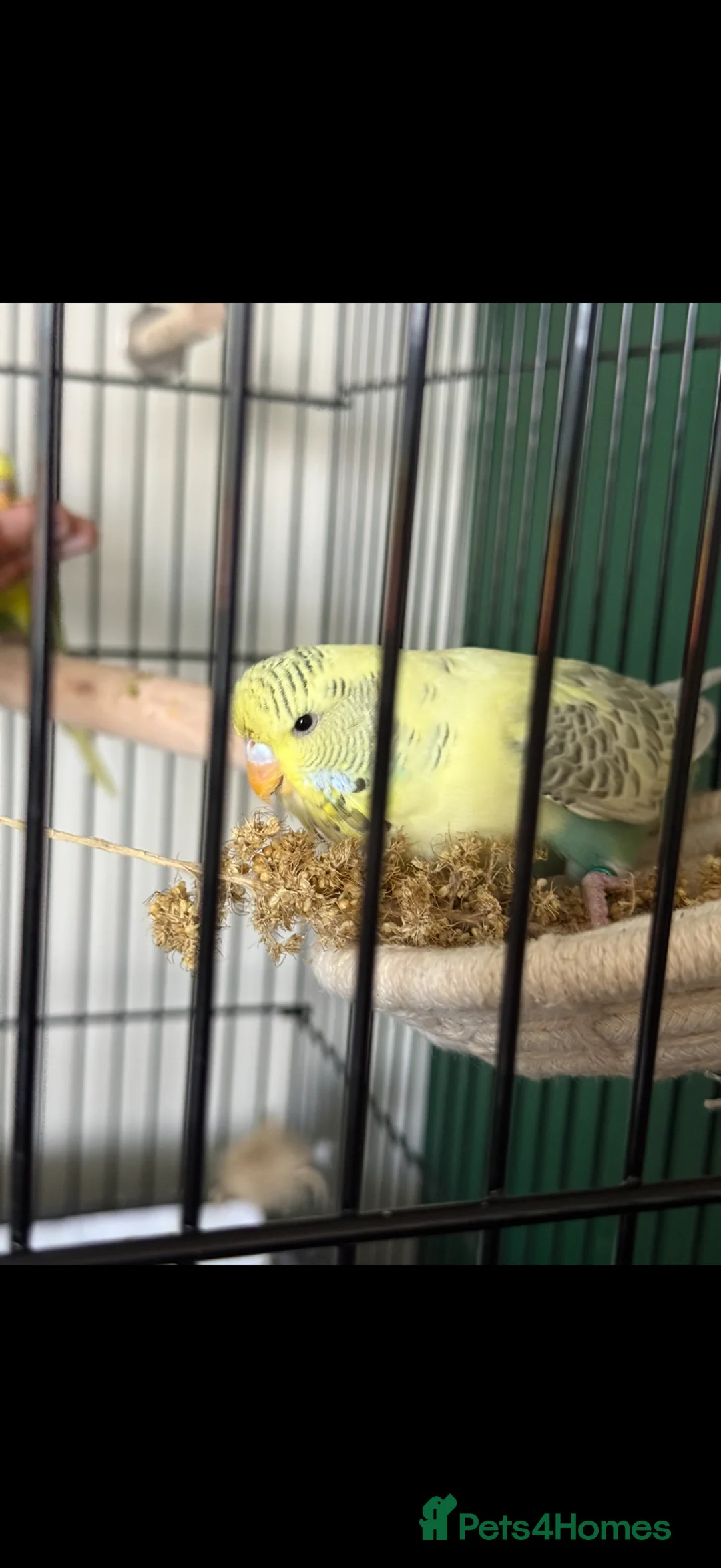 Budgerigars birds for sale: 2 beautiful female budgies  - Advert 1