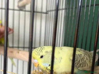 Budgerigars birds 2 beautiful female budgies - Advert 1