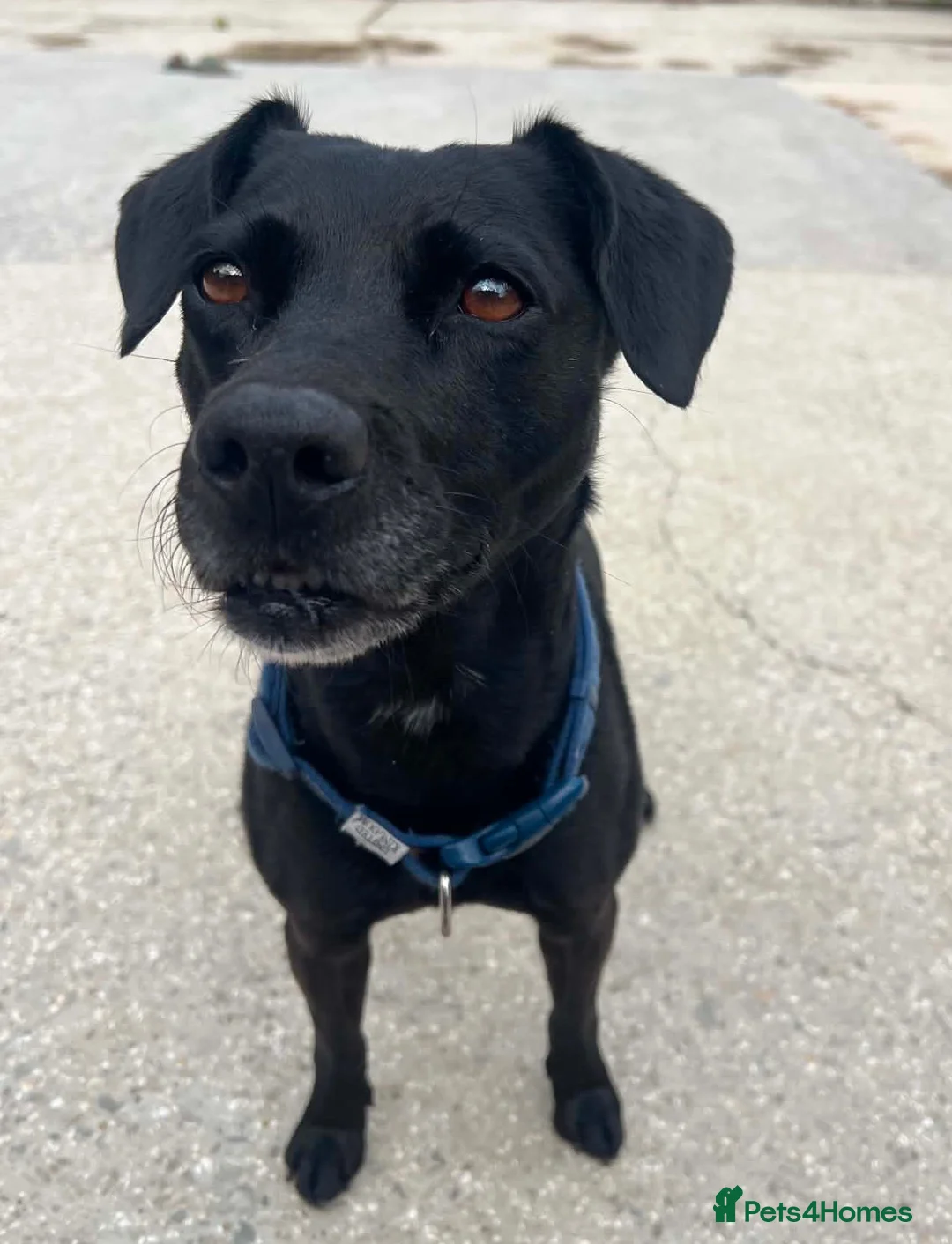 Mixed Breed dogs for adoption: Playful little Bella wants new loving forever home - Advert 2