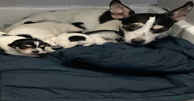 Jack Russell dogs - Advert 5