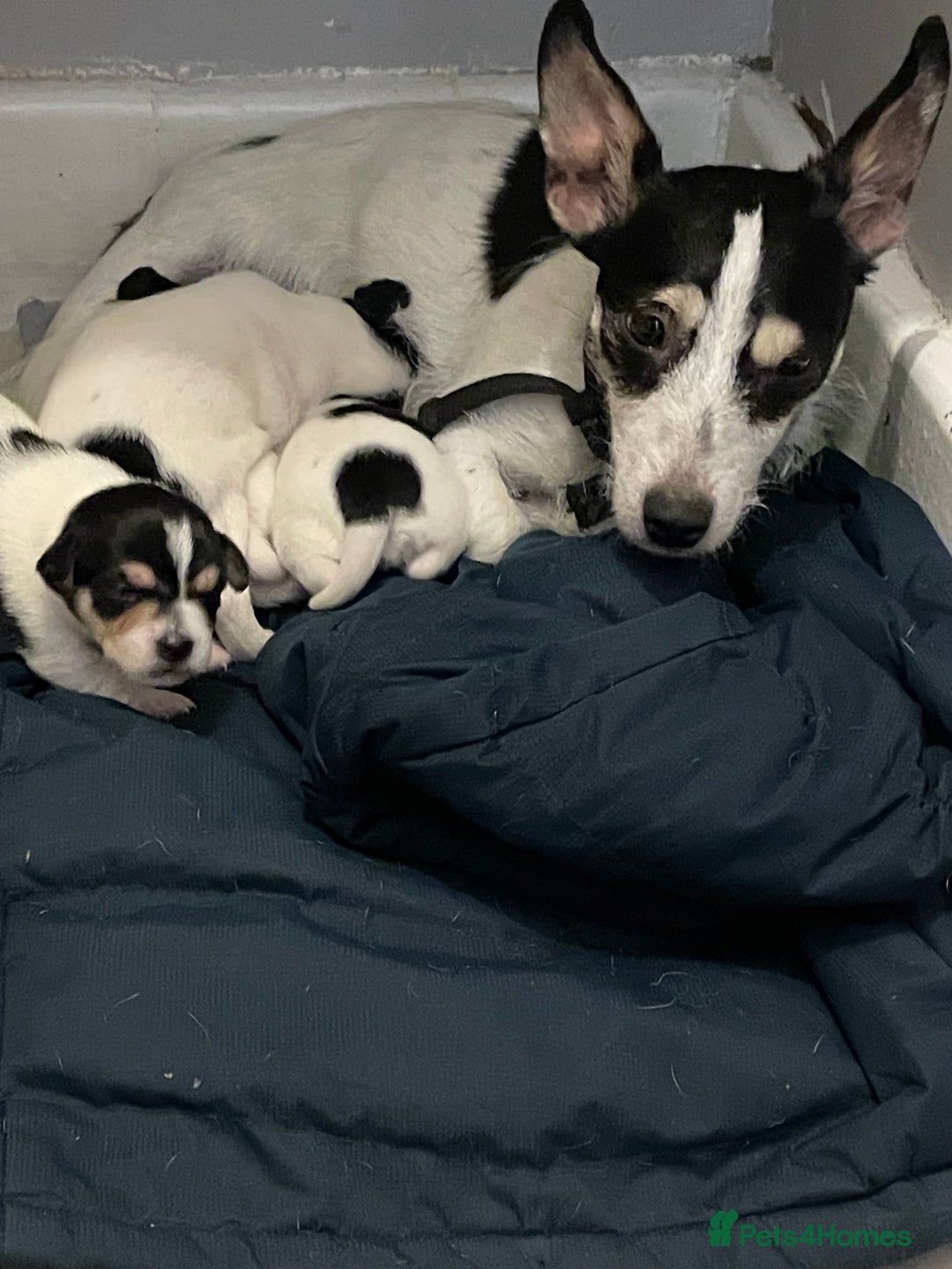 Jack Russell dogs for sale: Jack russell puppies - Image 2