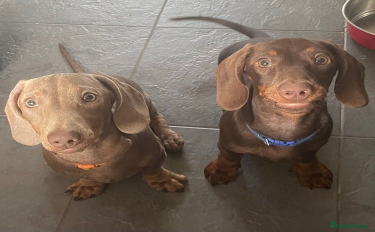 Miniature Dachshund dogs - Advert 16