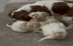 Cavapoo dogs for sale: Stunning F1 Cavapoo’s  - Image 4