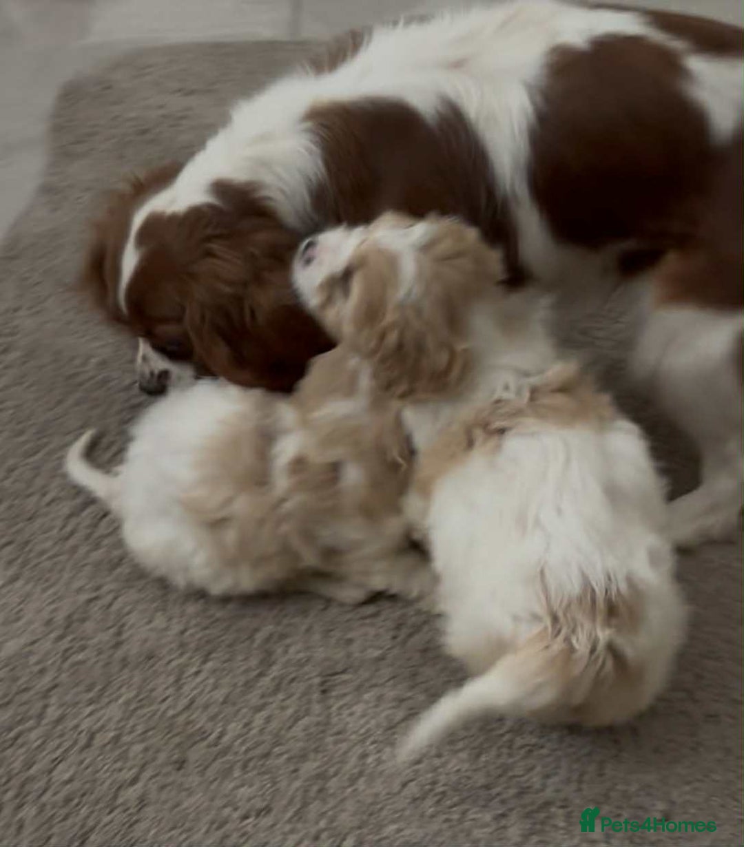 Cavapoo dogs for sale: Stunning F1 Cavapoo’s  - Image 4