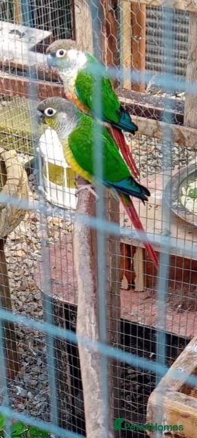 Conures birds Blackhead green cheek conures - Advert 12