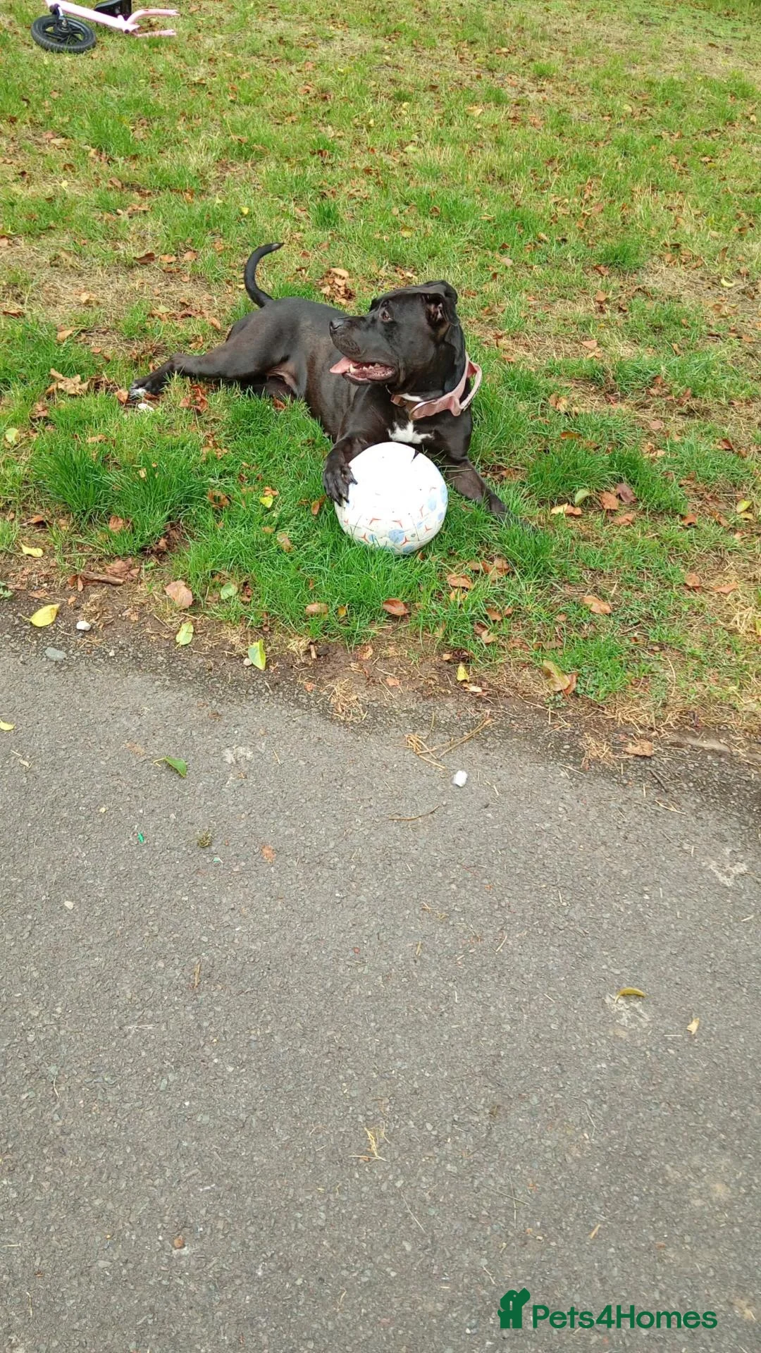 Mixed Breed dogs for sale: Storm - Advert 3