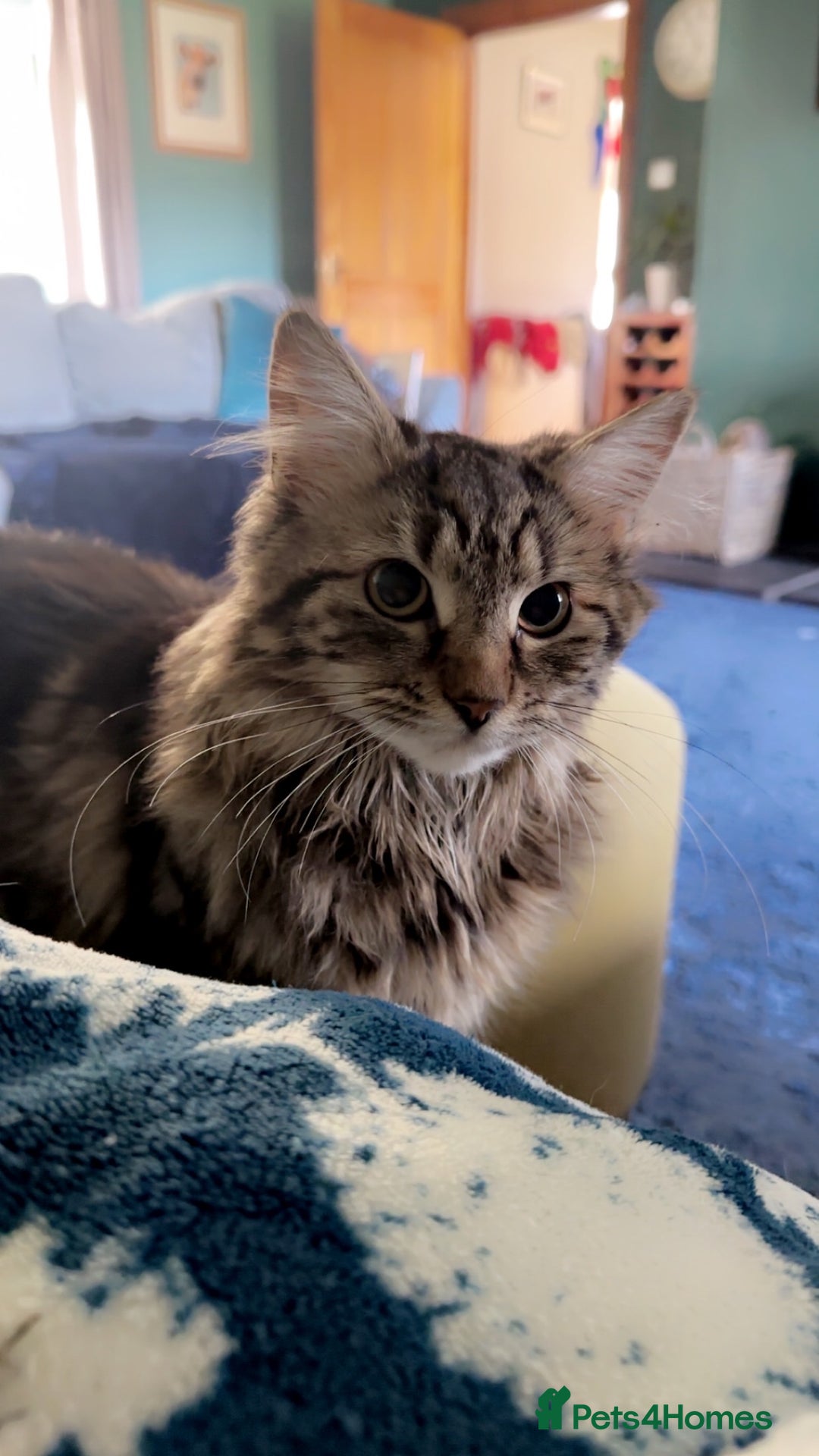 Mixed Breed cats for sale: Healthy farm kittens looking for forever homes - Image 2