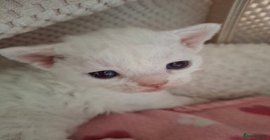 Devon Rex cats - Advert 11