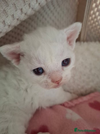 Devon Rex cats - Advert 2