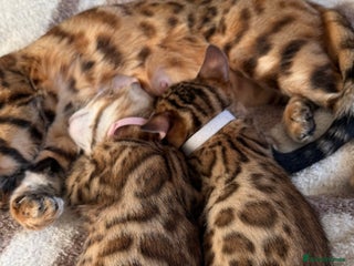 Bengal cats Adorable Bengal kittens TICA registered, pedigree - Advert 2