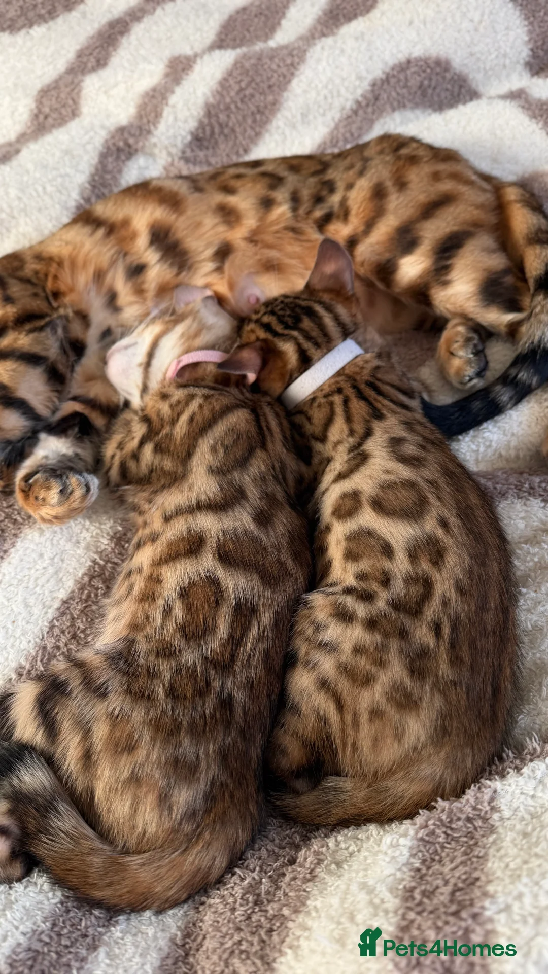 Bengal cats for sale: Adorable Bengal kittens TICA registered, pedigree - Advert 3