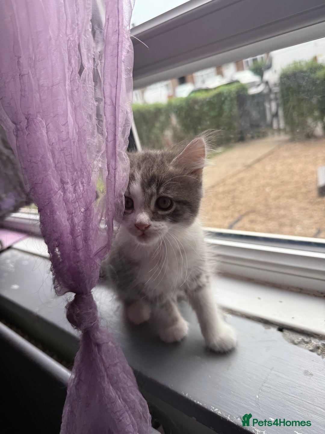British Shorthair cats for sale: Last one left grey and white female  - Image 18