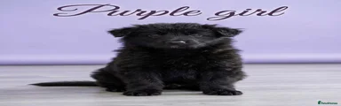 Purple collar girl 