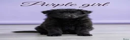 German Shepherd dogs for sale: 8 chunky long haired German shepherds puppies - Advert 13