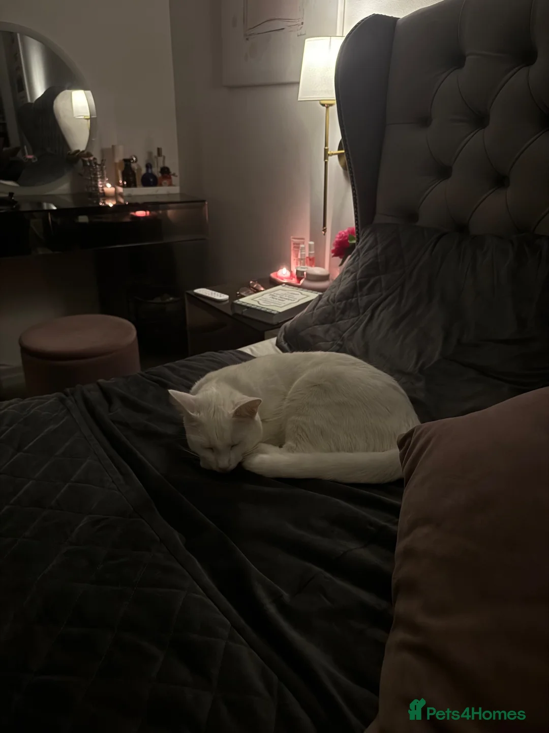 Ragdoll cats for sale: ragdoll boy kitten  in Purley - Advert 1