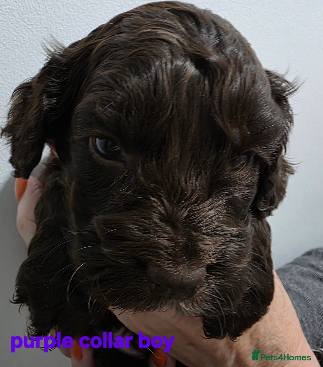Cockapoo dogs for sale: Stunning f1 cockapoo pups - Advert 16
